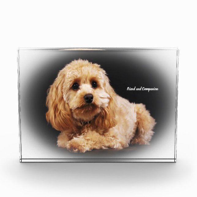 Cockapoo Dog. Photo Block (Front)