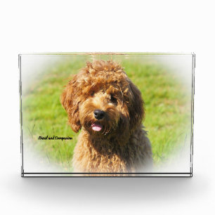 Cockapoo Dog. Photo Block