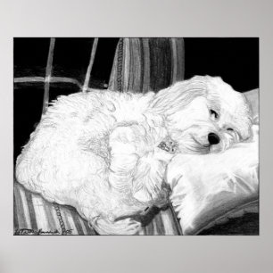 Cockapoo Dog Portrait Poster Print