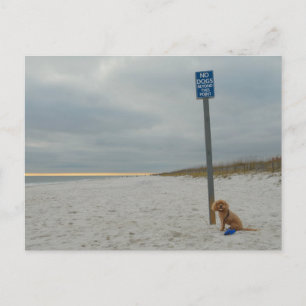 Cockapoo On the Beach, Carte postale
