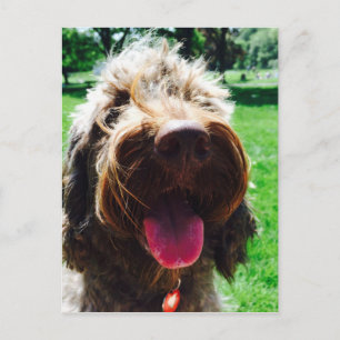 Cockapoo Postcard