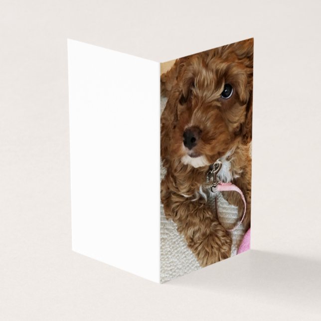 Cockapoo Puppy birthday cards. (Outside)