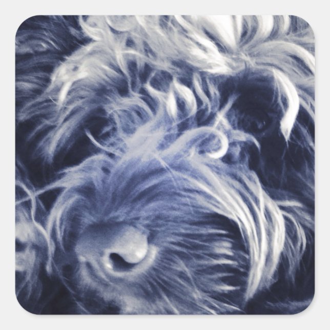 Cockapoo Square Sticker (Front)