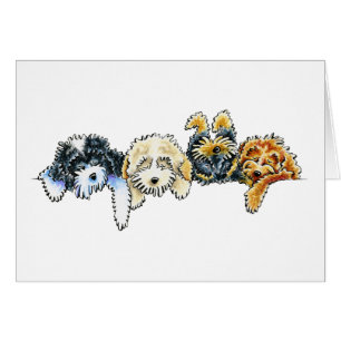 Cockapoos somnolent