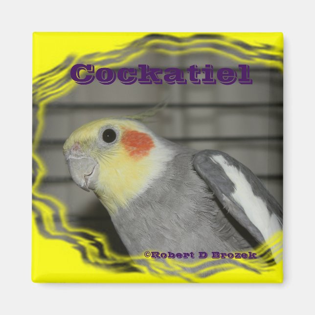 Cockatiel Animal Bird MAGNET (Devant)