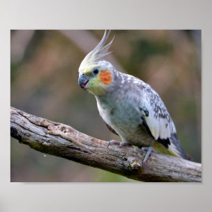 Cockatiel budgerigar perched on branch postcard T- Poster