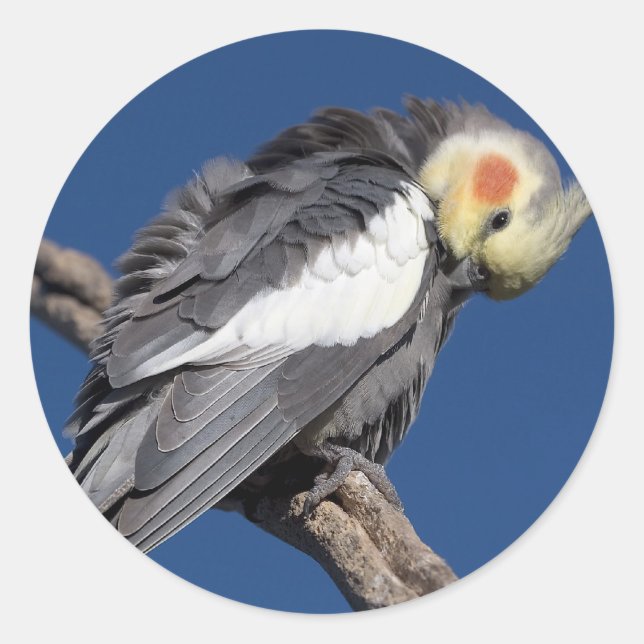 Cockatiel Classic Round Sticker (Front)