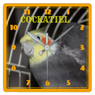 COCKATIEL closeup Square Clock