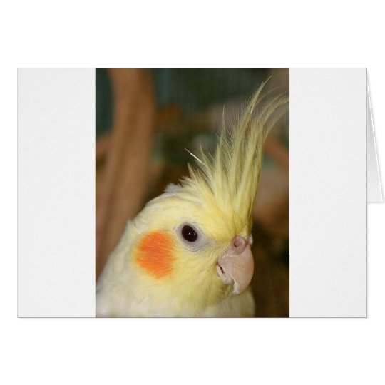 Cockatiel Cutie Card