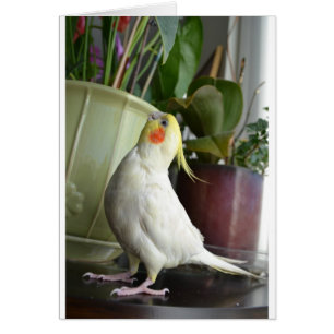 Cockatiel de Lutino