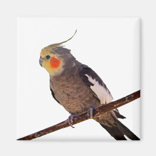 Cockatiel Grey and Yellow Pet Bird Photograph Magnet