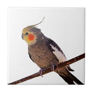 Cockatiel Grey and Yellow Pet Bird Photograph Tile