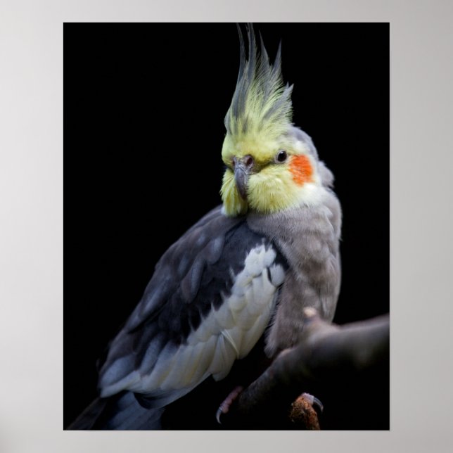 Cockatiel Print (Front)