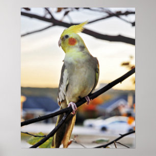 Cockatiel Profile Photograph Poster