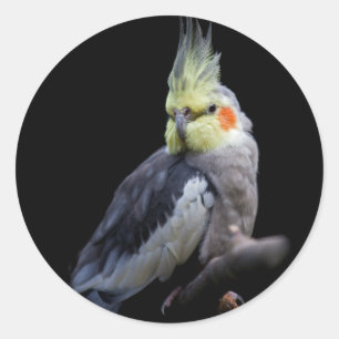 Cockatiel Sticker