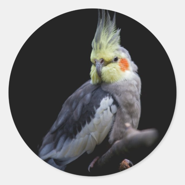 Cockatiel Sticker (Front)