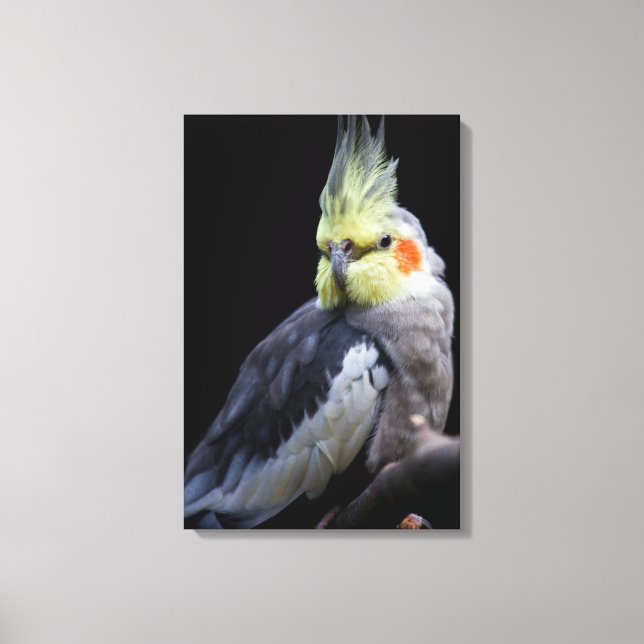 Cockatiel Wrapped Canvas (Front)