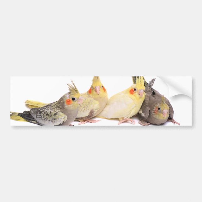 Cockatiels Bumper Sticker (Front)