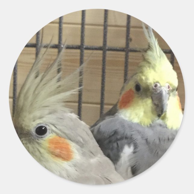 Cockatiels Classic Round Sticker (Front)