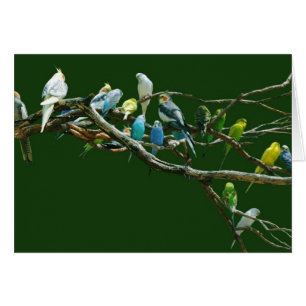 Cockatiles Dans Les Perruques