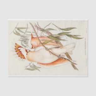Cockatoo Bird Birds Vintage Antique Decoupage Tissue Paper
