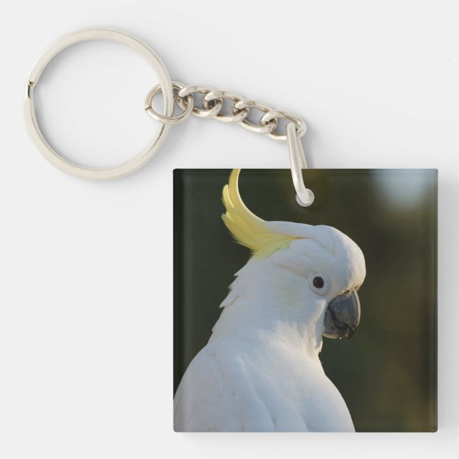 Cockatoo blanc exotique (Devant)
