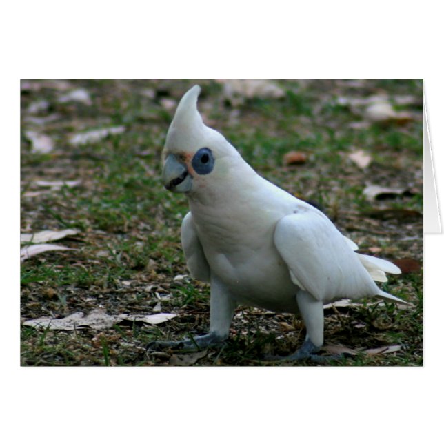 Cockatoo bleu (Devant horizontal)