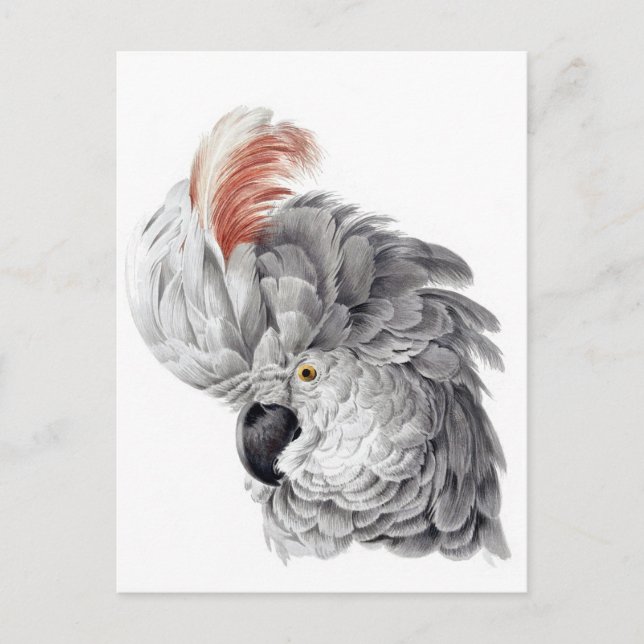 Cockatoo Head - Aert Schouman Postcard (Front)