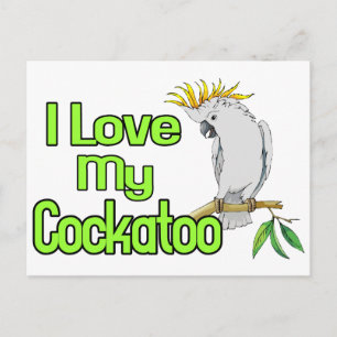 Cockatoo Love Postcard