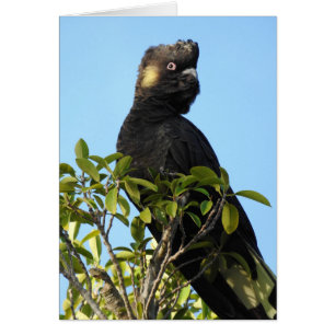 Cockatoo noir à queue jaune