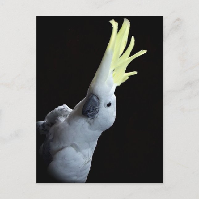 Cockatoo Postcard (Front)