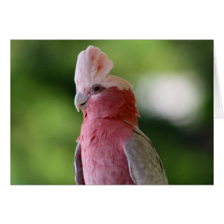 Cockatoo rose