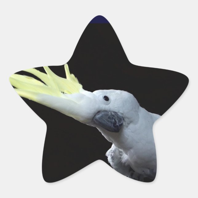 Cockatoo Star Sticker (Front)