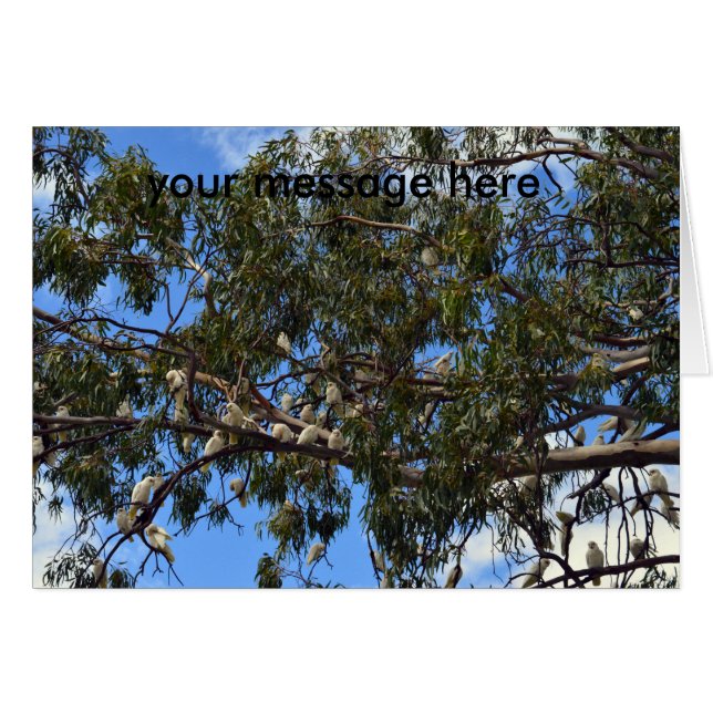 Cockatoos blancs australiens sauvages, (Devant horizontal)