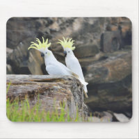 Cockatoos