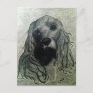 Cocker Drawing, Claire Postcard