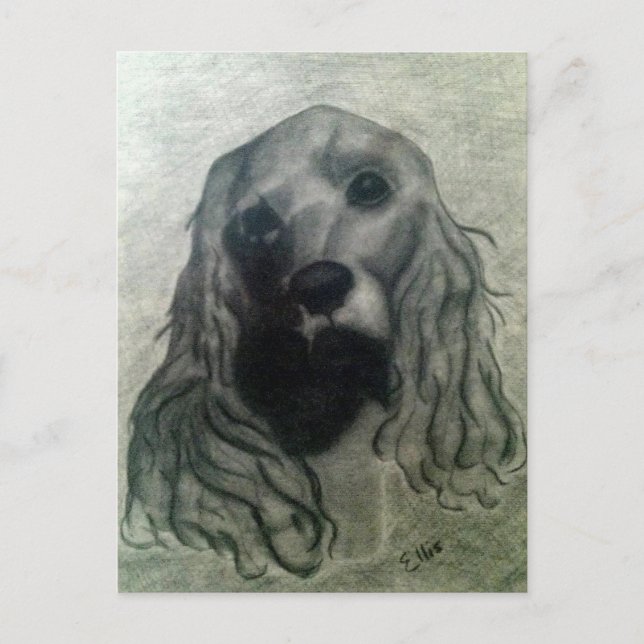 Cocker Drawing, Claire Postcard (Front)