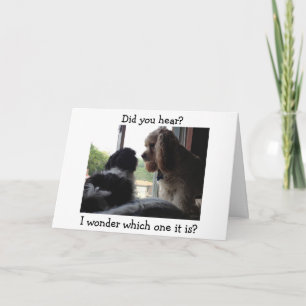 COCKER / HAVANESE SAY WHICH BIRTHDAY IS IT? CARD