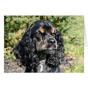 Cocker Spaniel