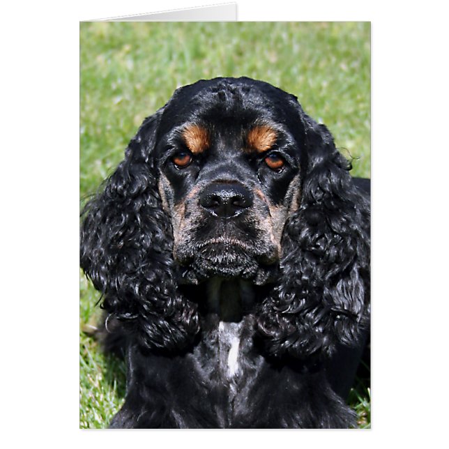 Cocker Spaniel (Front)