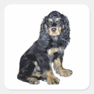 Cocker Spaniel (black and tan) Square Sticker