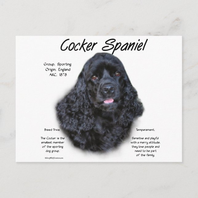 Cocker Spaniel (black) History Design Postcard (Front)