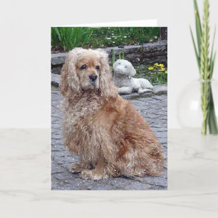 Cocker Spaniel Blonde Dog Blank Greeting Card