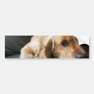 Cocker Spaniel Bumper Sticker