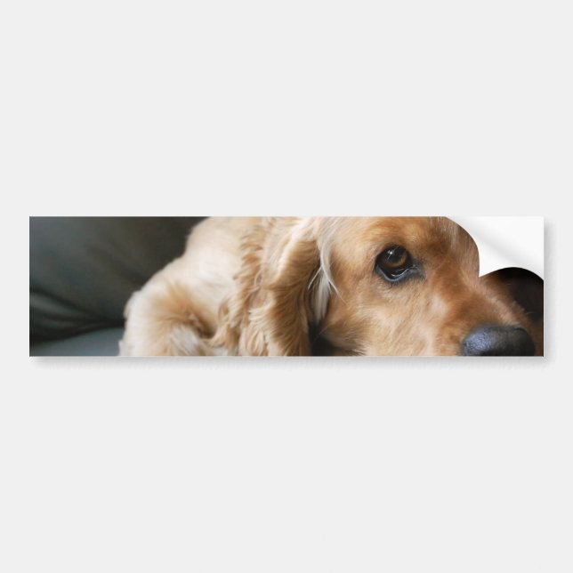Cocker Spaniel Bumper Sticker (Front)