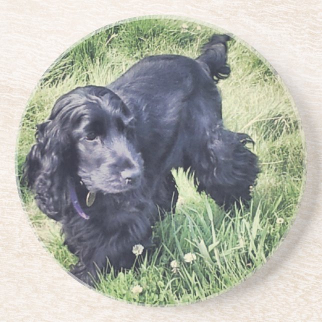 Cocker Spaniel Coaster (Front)