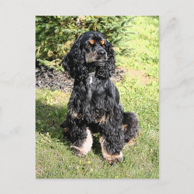 Cocker Spaniel Colour Sketch Postcard (Front)