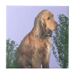 Cocker Spaniel dog lover Tile