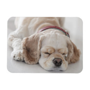 Cocker spaniel dog sleeping magnet
