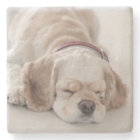 Cocker spaniel dog sleeping